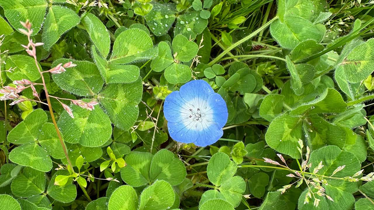 Baby Blue Eyes Flower With Green Clovers In Chefs Garden
