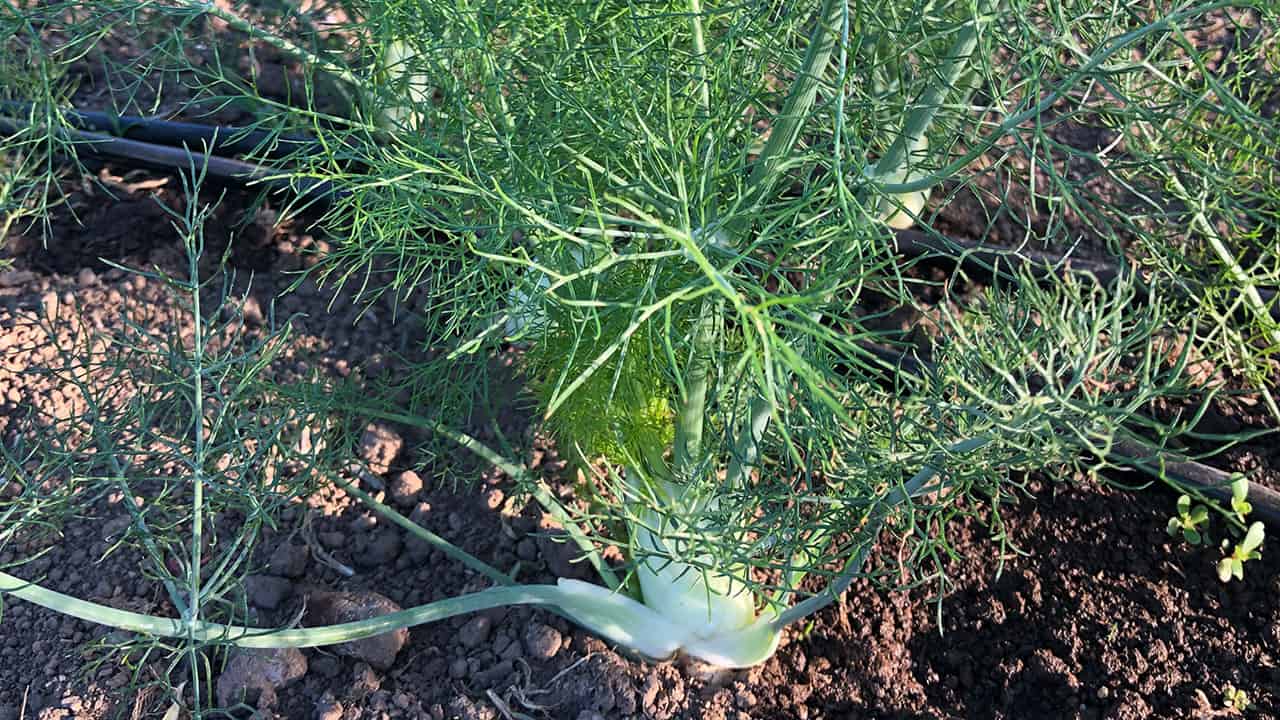 Chefs Garden Baby Fennel