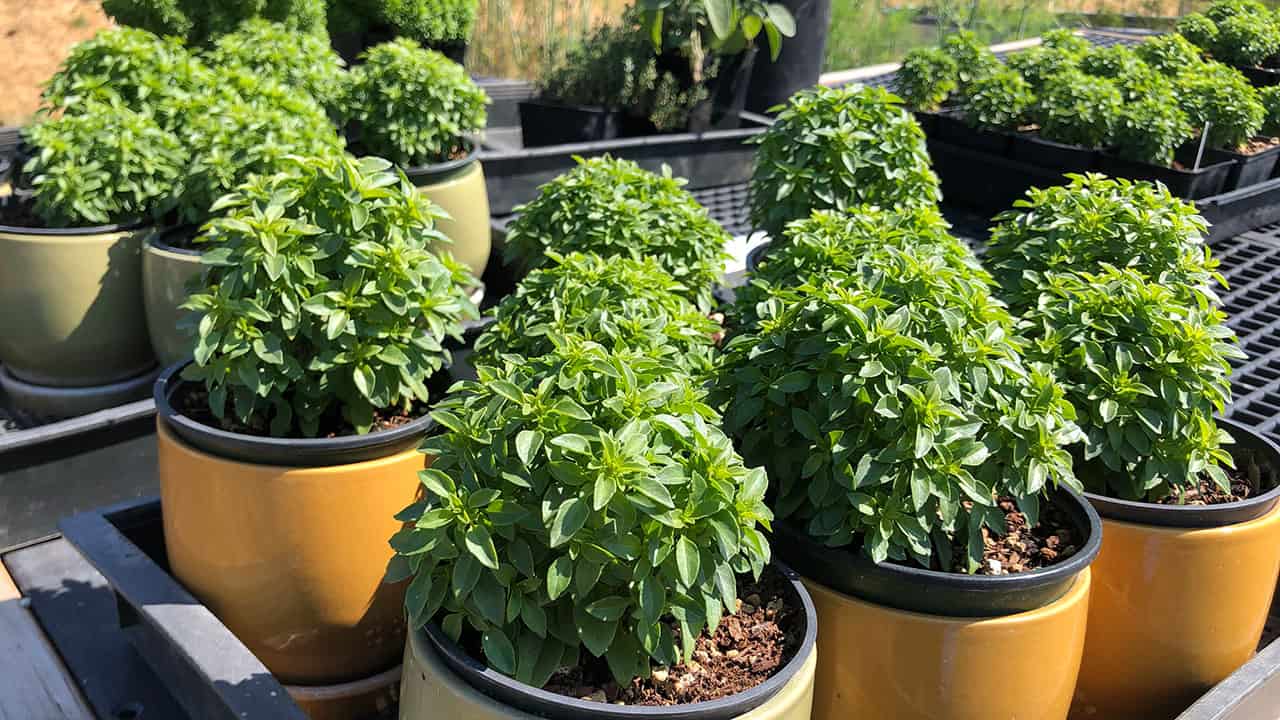 Chefs Garden Basil