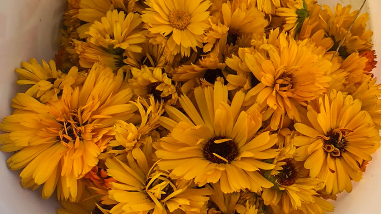 Calendula Flowers