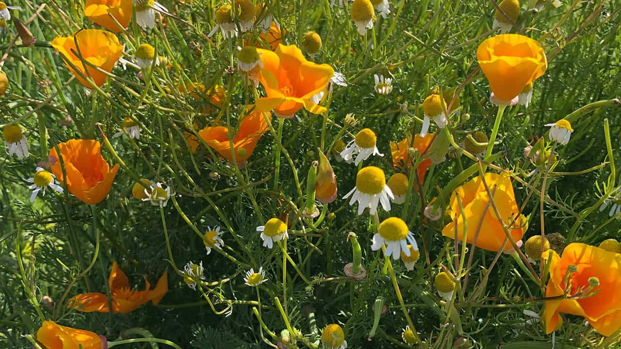 California Poppies And Chamomile