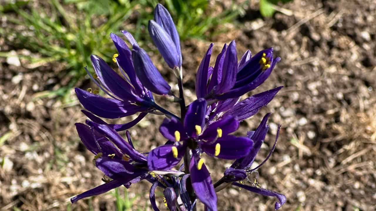 Blooming Camas Flower in Chefs Garden