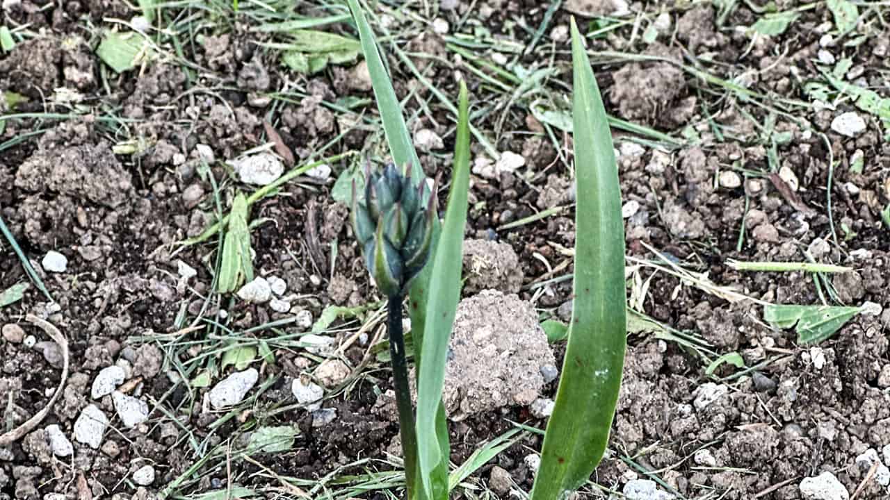 Chefs Garden Camas Flower Stalk