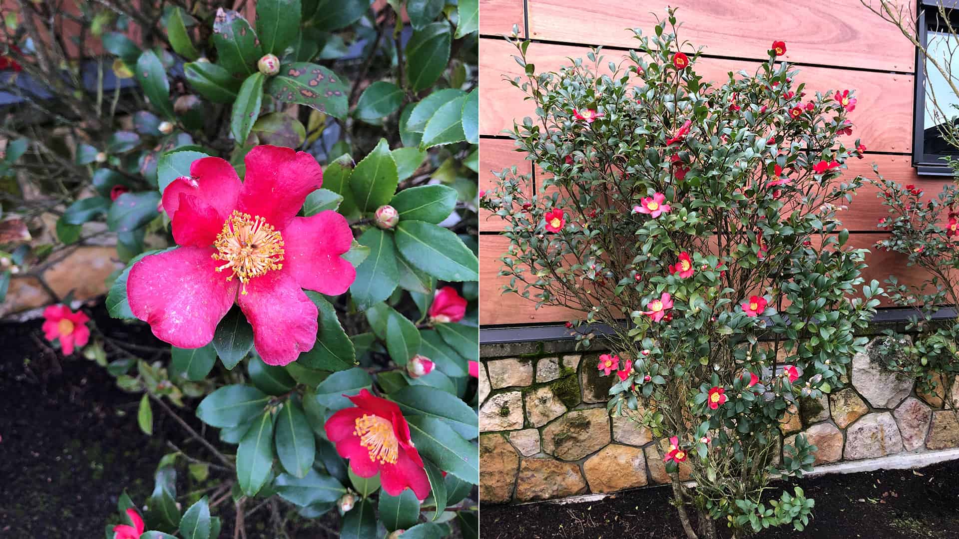 Japanese Camellia At The Allison Inn and Spa
