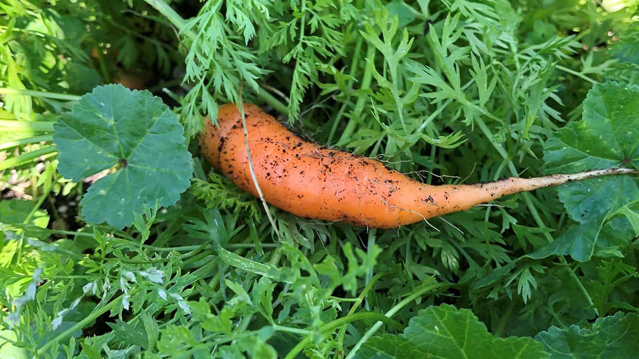 Chefs Garden Carrots