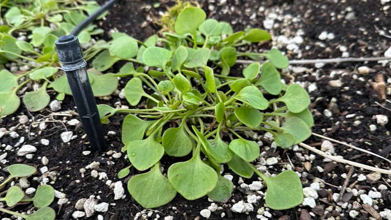 Celeriac And Parsley Seeds