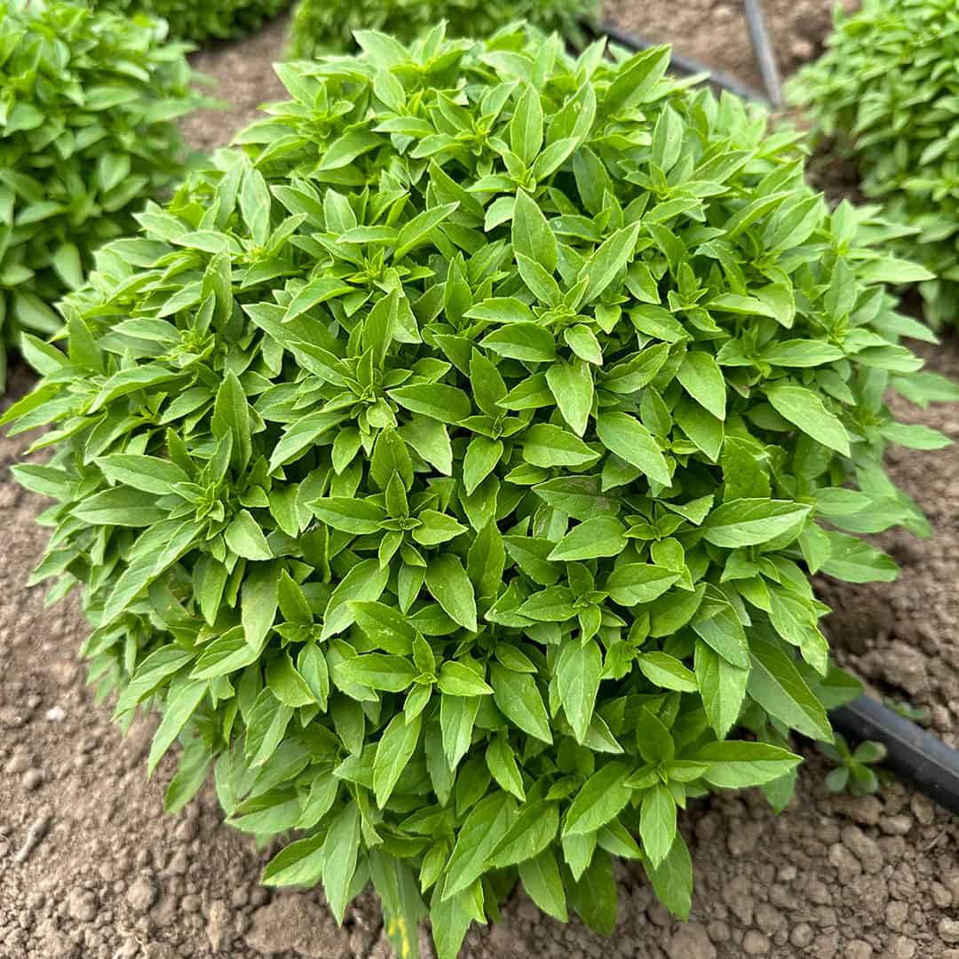 Chefs Garden Fresh Basil