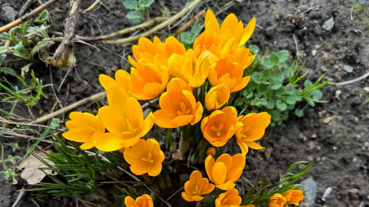 Chefs Garden Winter Crocuses