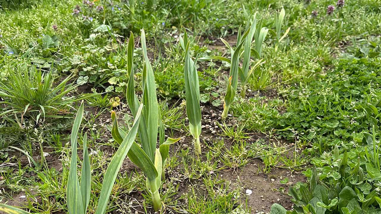 Chefs Garden Elephant Garlic