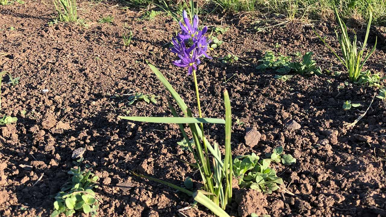 Chefs Garden Camas Flowers