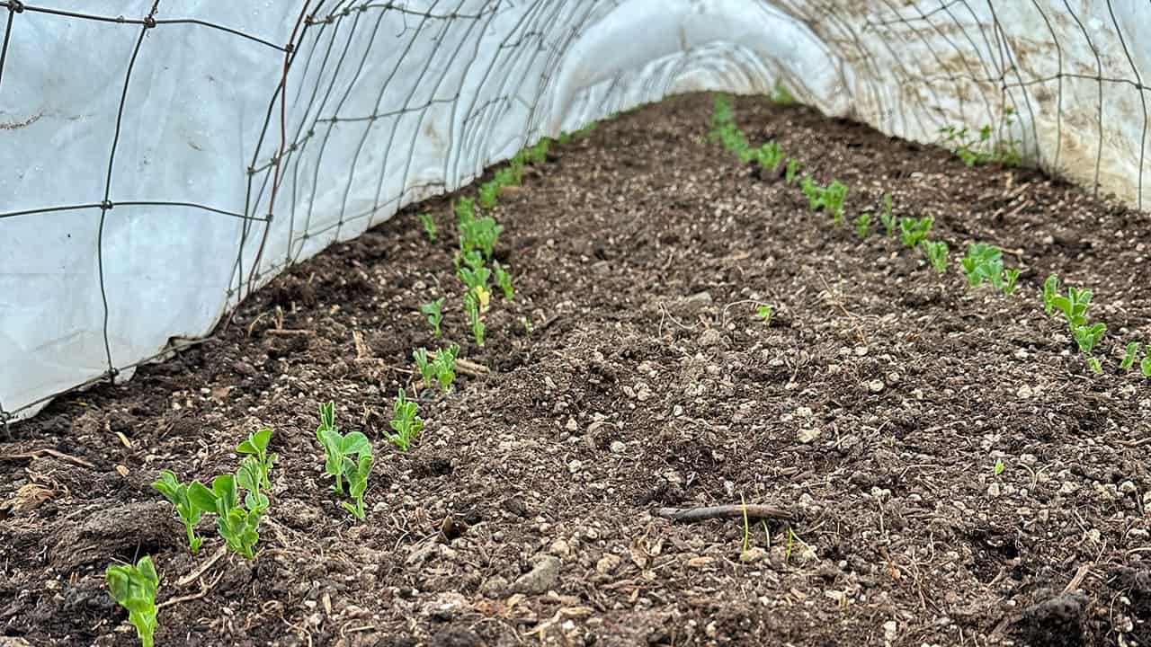 Chefs Garden Germinating Peas