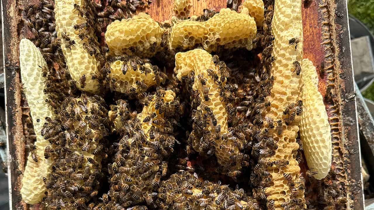 Chefs Garden Bees and Honeycomb
