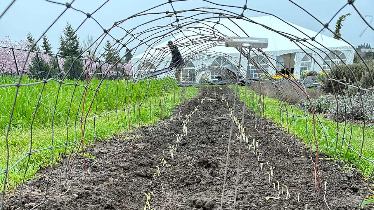 Chefs Garden Peas