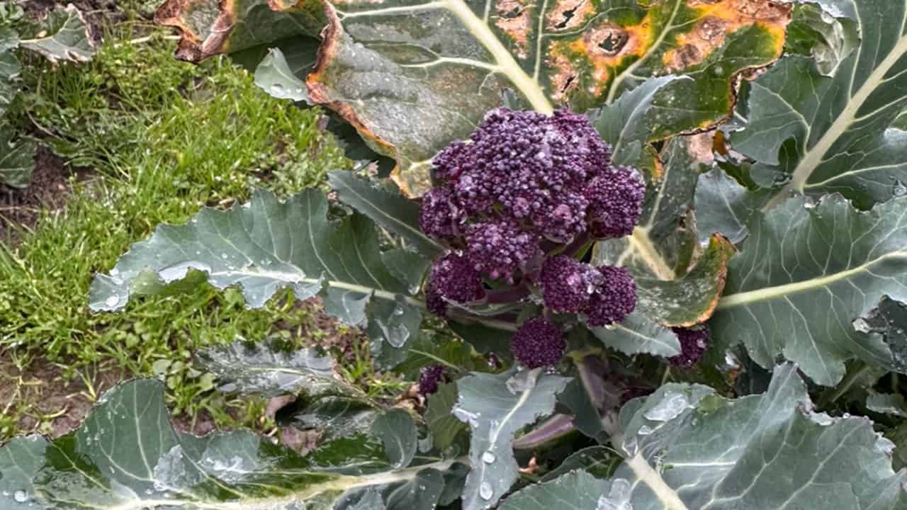 Chefs Garden Purple Sprouting Broccoli