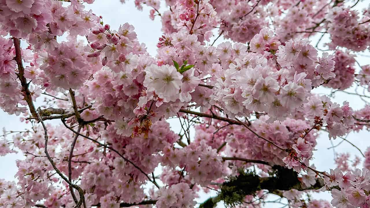 Chefs Garden Cherry Blossoms