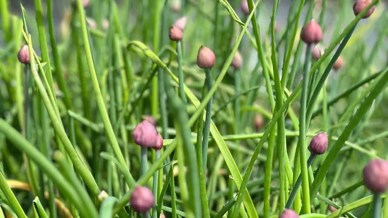 Chefs Garden Chive Blossoms