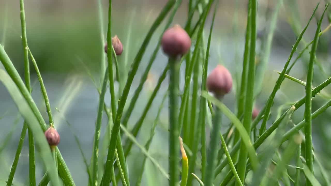 Chef's Garden Chive Flower Buds