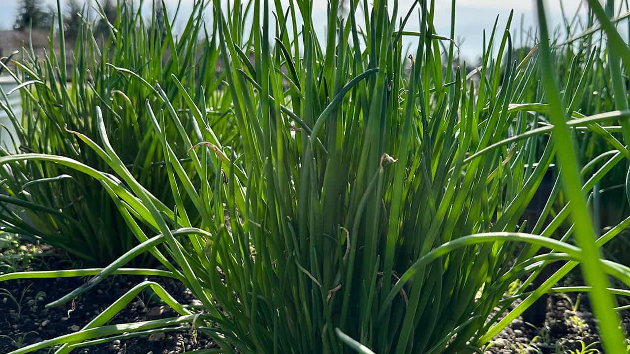 Chefs Garden Chives