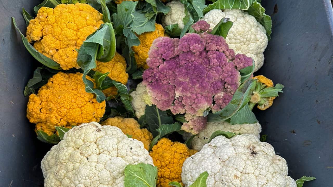 Chef's Garden Colorful Cauliflower