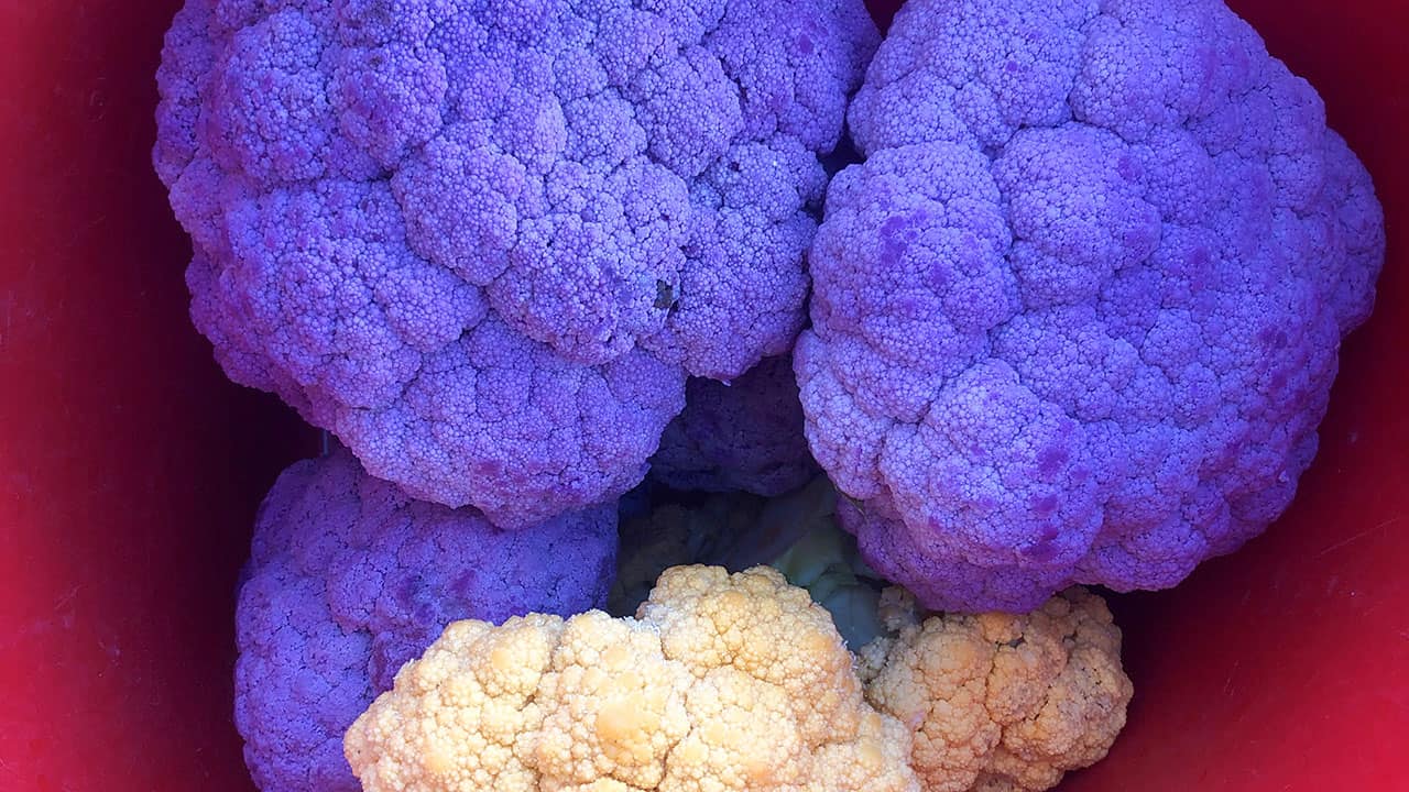 Purple Cauliflower
