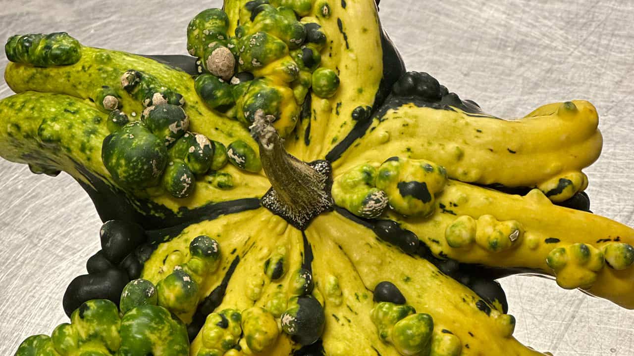 Crown Of Thorns Gourd