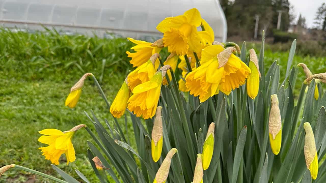 Daffodils