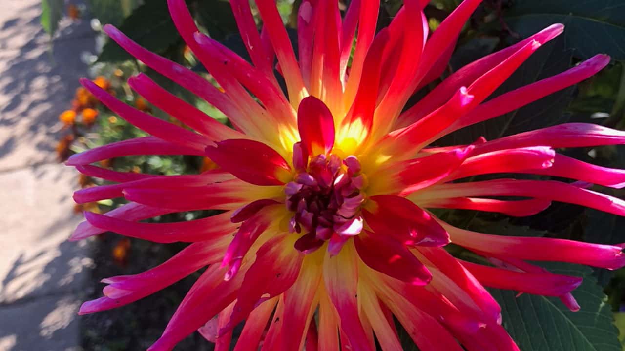 Chefs Garden Colorful Dahlia