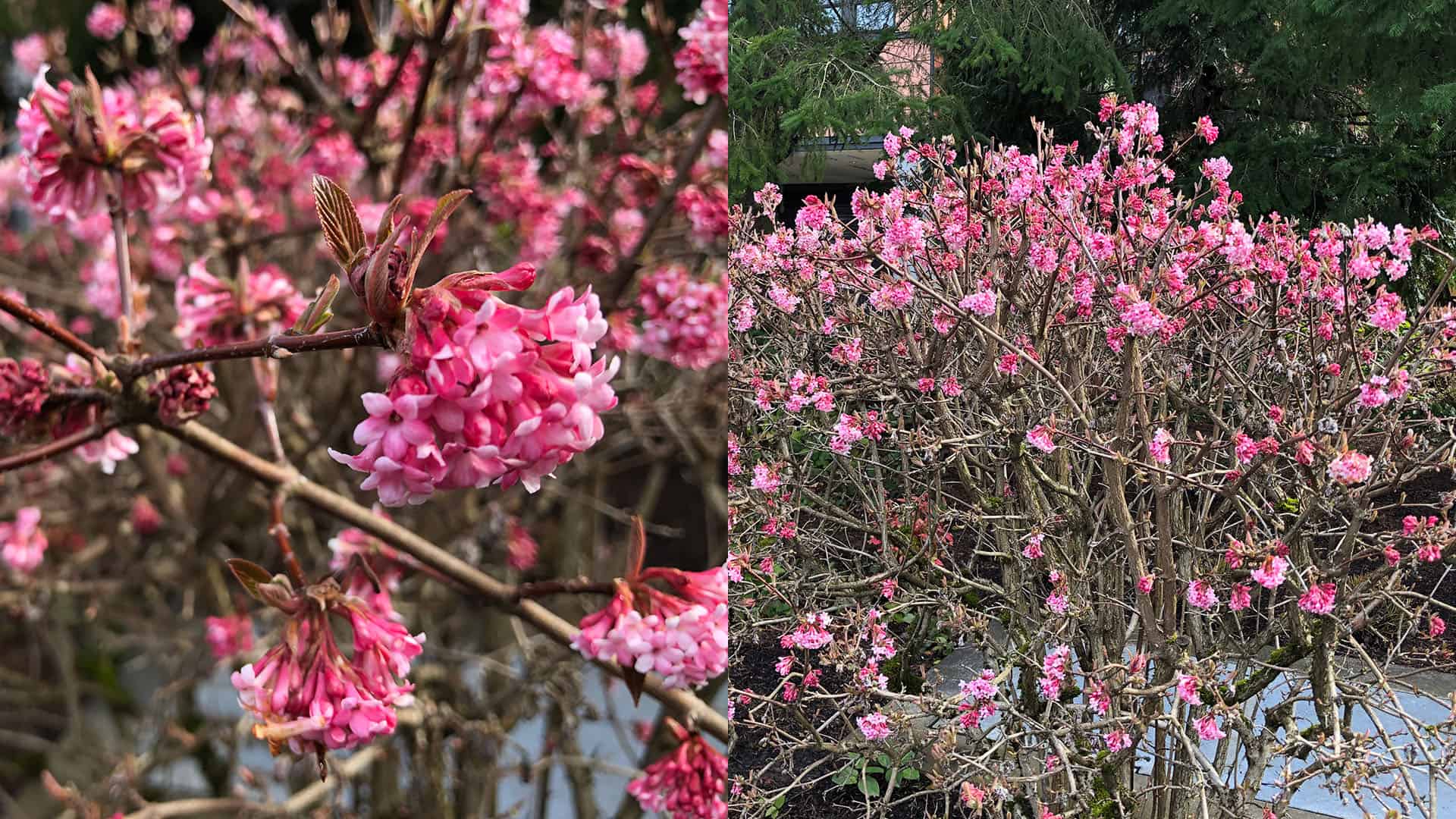 Dawn Bodnantense Viburnum