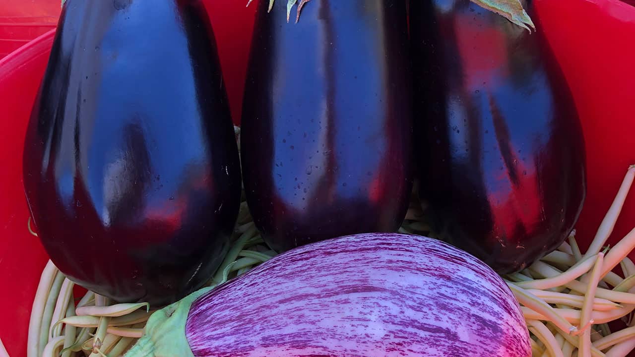 Chefs Garden Eggplants