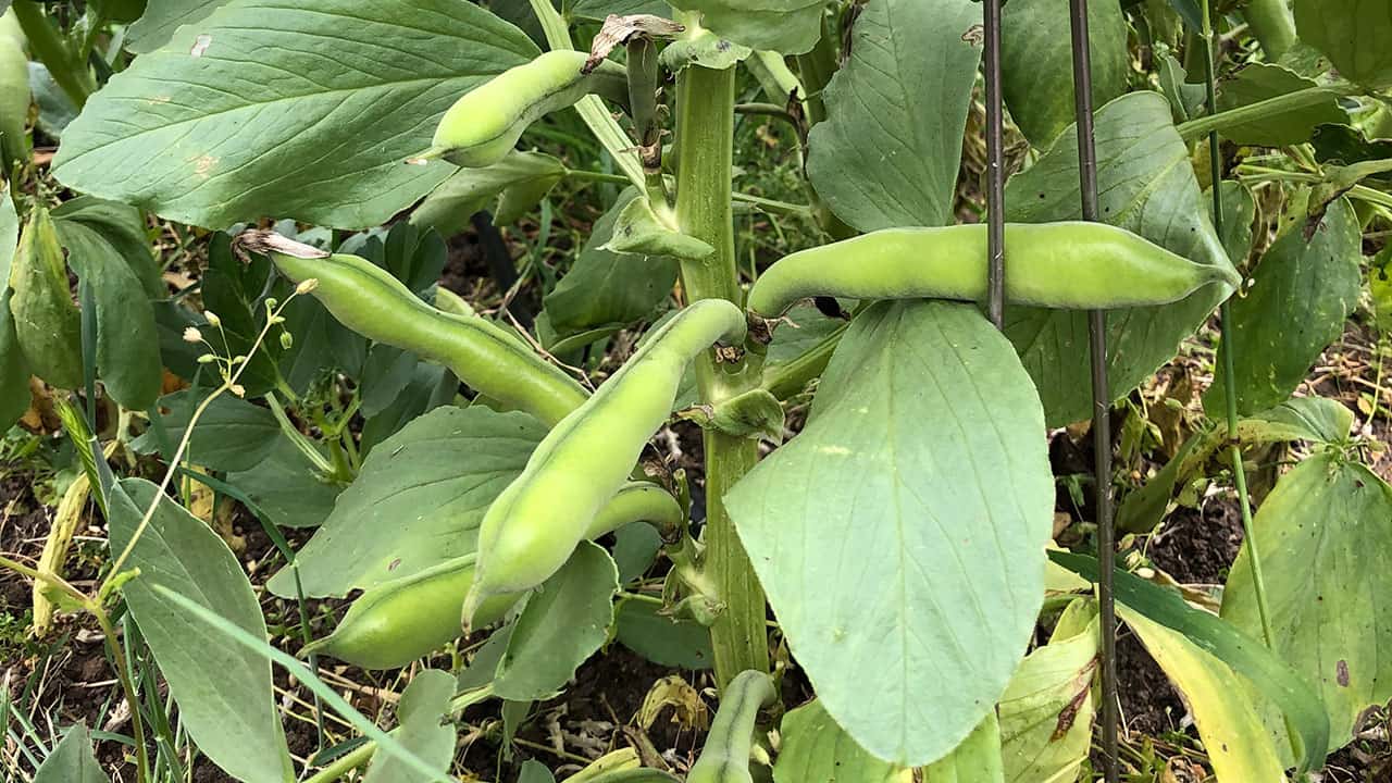 Chefs Garden Fava Beans