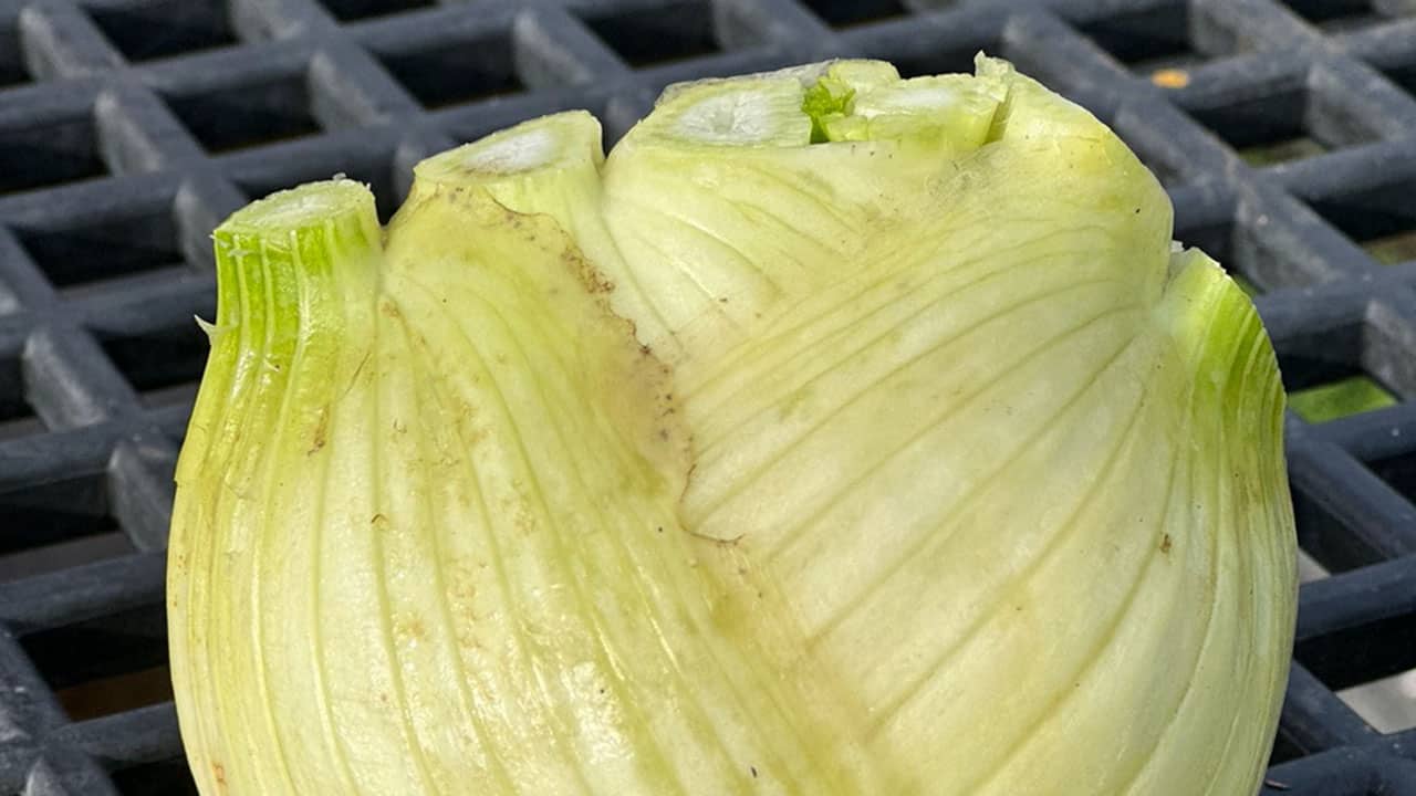 Chefs Garden Fennel Bulb