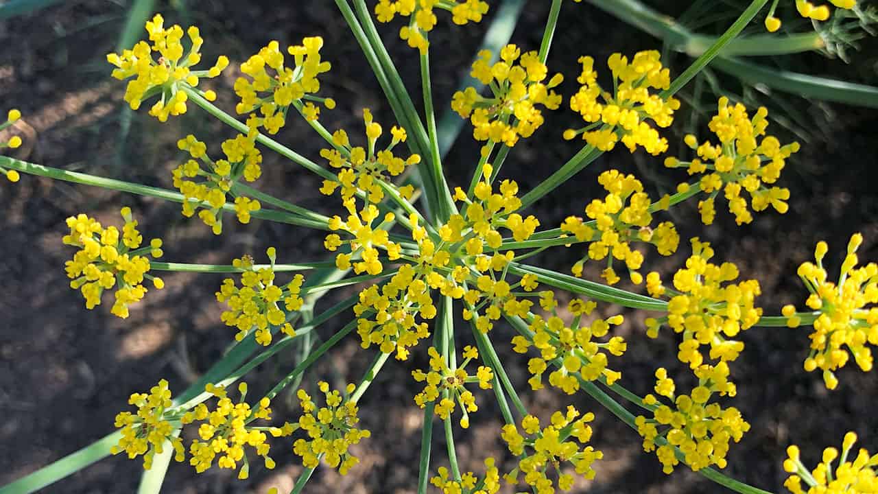 Chef's Garden Baby Fennel Blooms