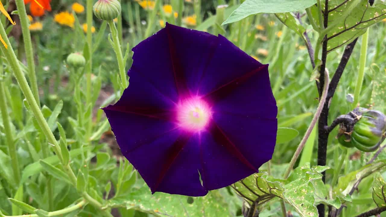 Chefs Garden Purple Flower