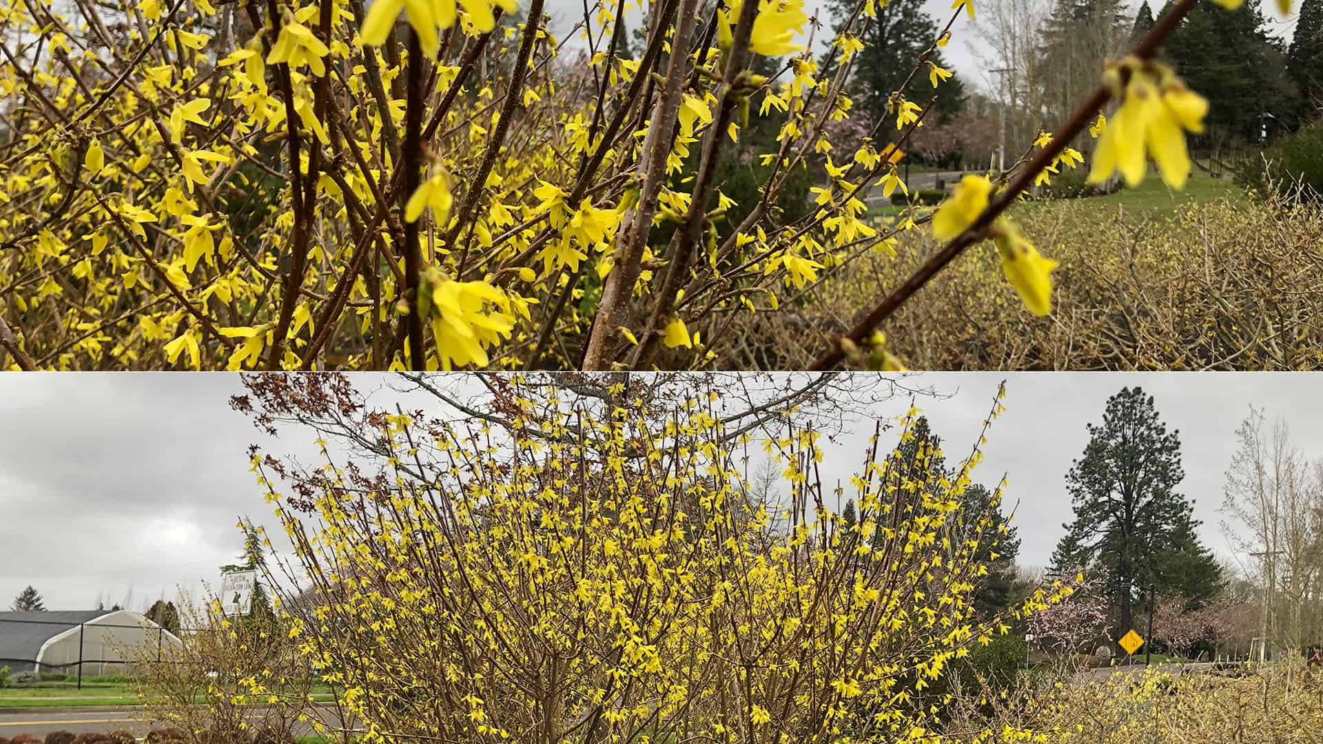 Forsythia Or Golden Bell - Plants Of The Allison