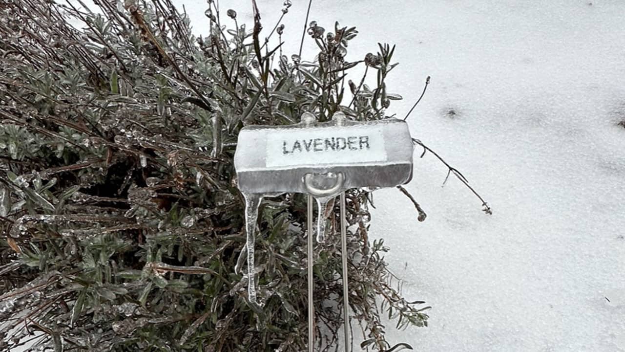 Chefs Garden Frozen Lavender