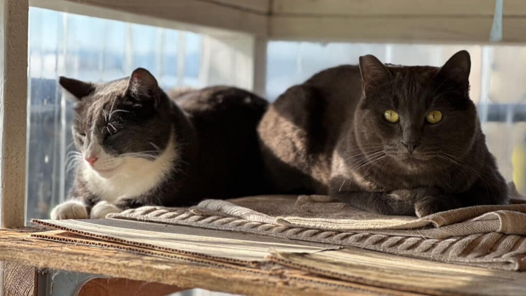 Garden Cats