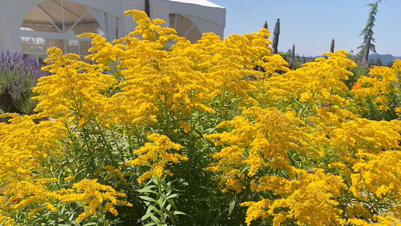 Chefs Garden Goldenrod