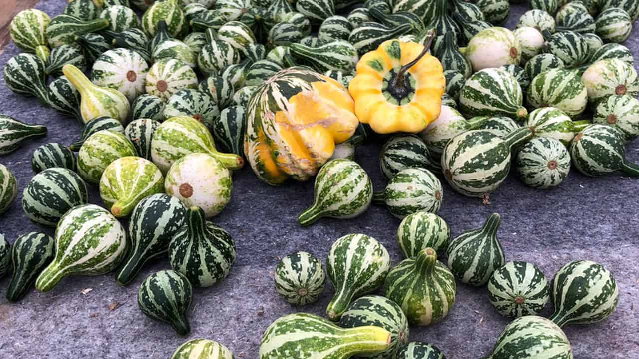 Chef's Garden Gourds And Winter Squashes