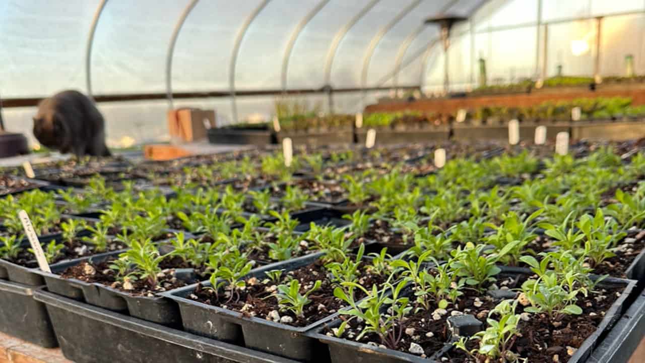 Chefs Garden Greenhouse Seedlings