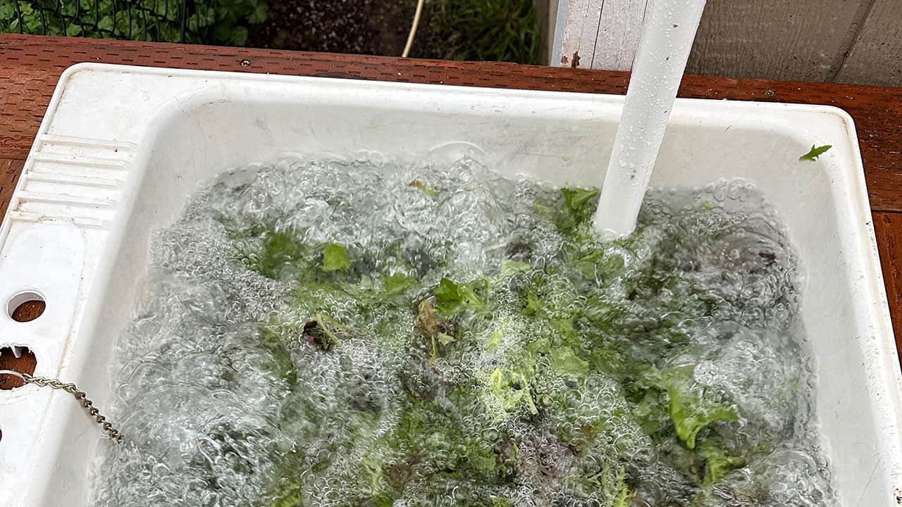 Chefs Garden Greens Bubbler