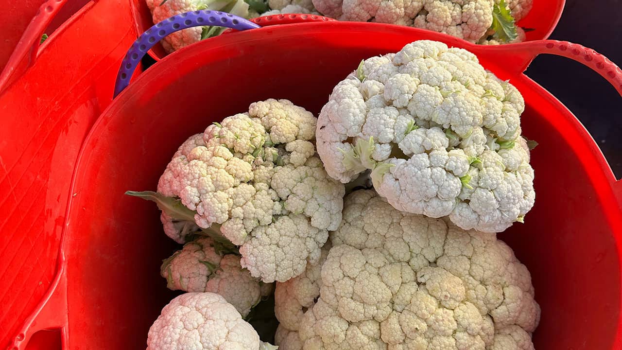 Chefs Garden Harvested Cauliflower