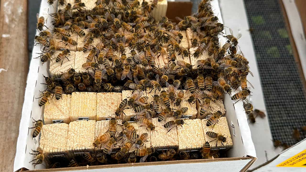 Chef's Garden Honey Bees