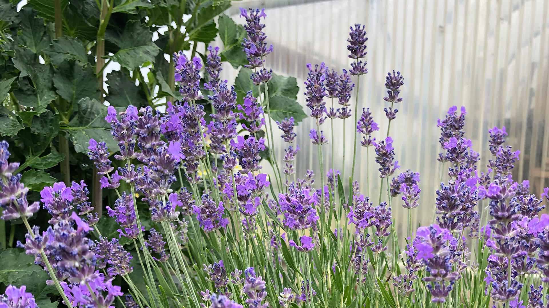 Fresh Lavender Blooms In Chefs Garden