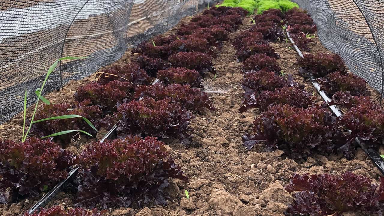 Field Grown Lettuce