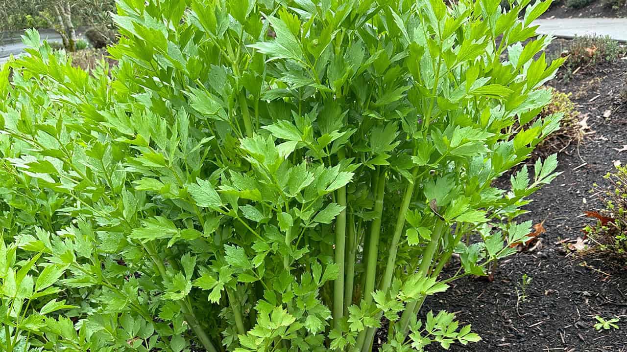 Lovage Plant Ready For Harvest In Chefs Garden