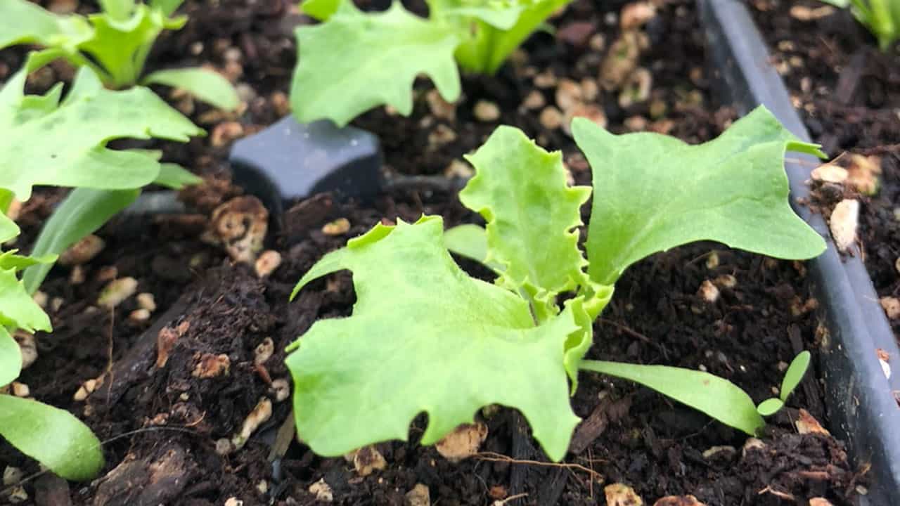 Chefs Garden February Micro Greens