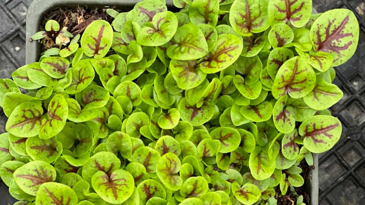 Chefs Garden Microgreens