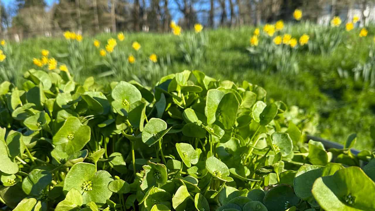 Chefs Garden Miners Lettuce