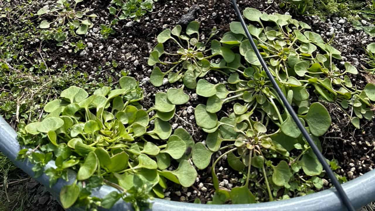 Chefs Garden Miners Lettuce