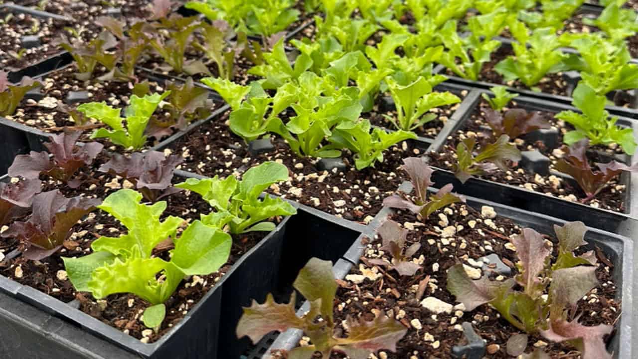 Miner's Lettuce
